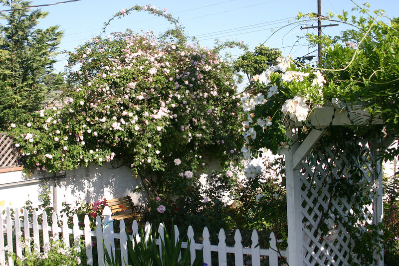 Roses on Garden Trellis
