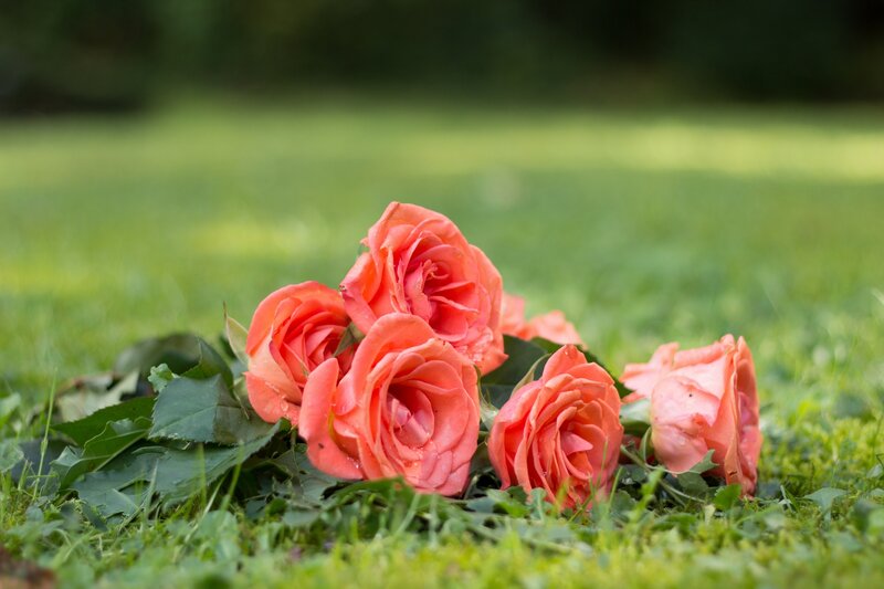Roses on Grass — Green