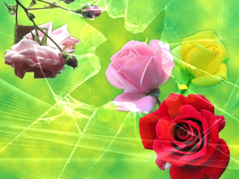 Roses on Green Background