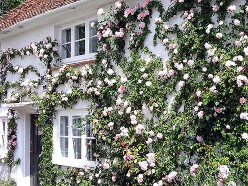 Roses on House Wall