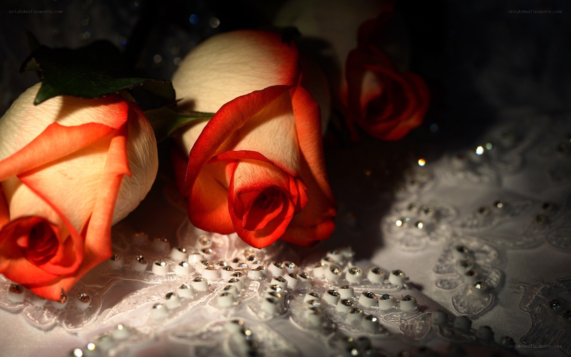 Roses on lace fabric