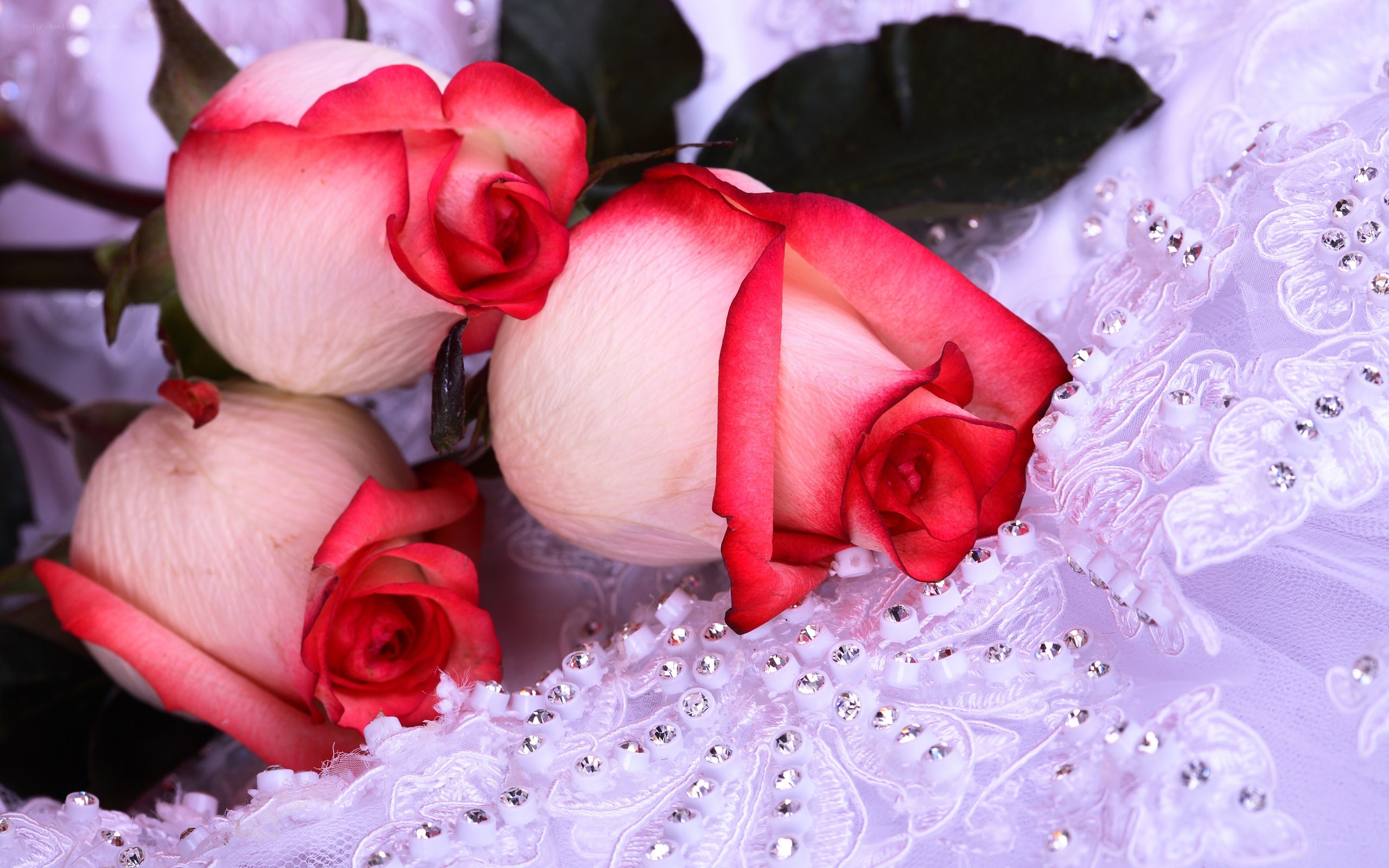 roses on lace fabric