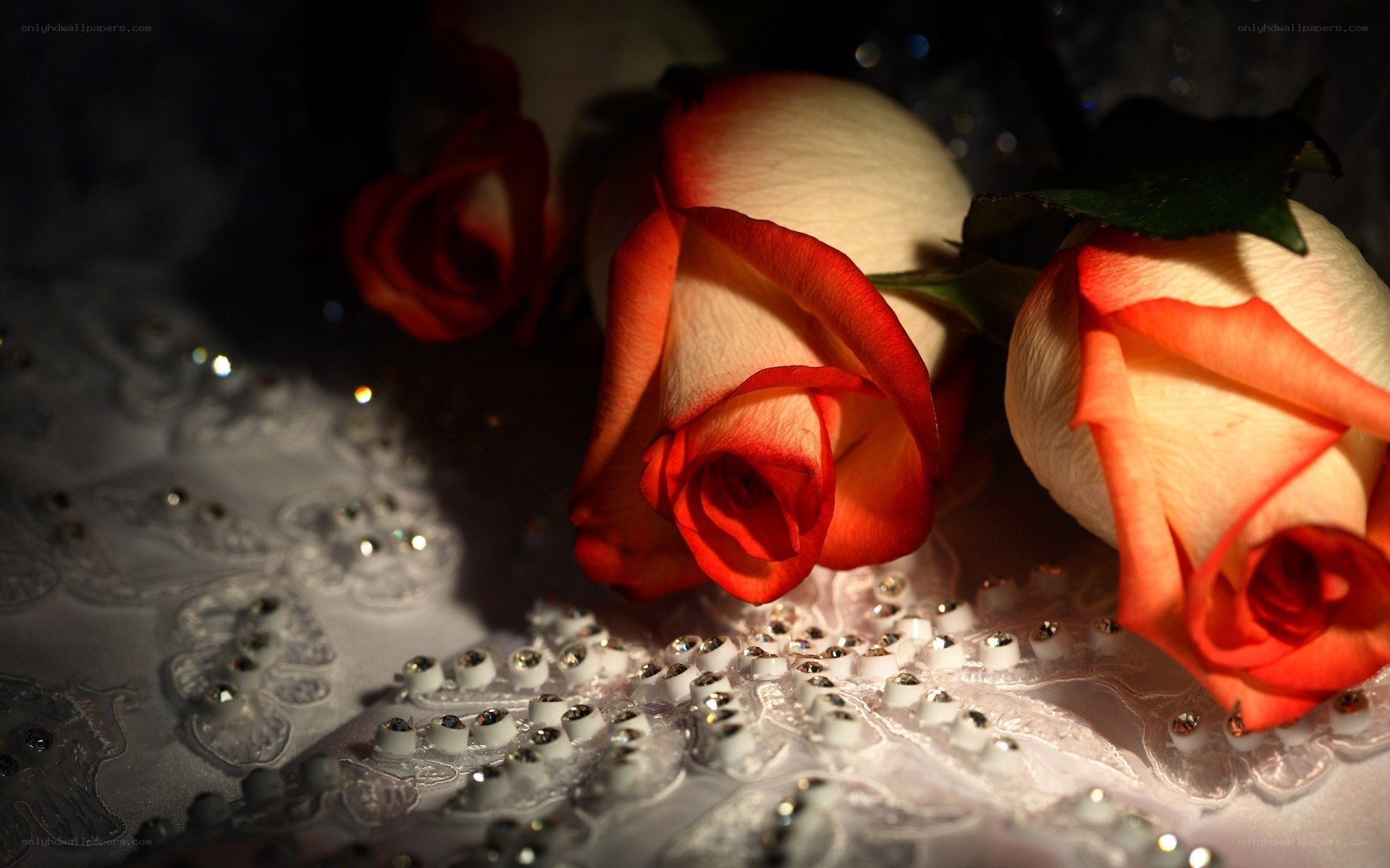 Roses on lace fabric