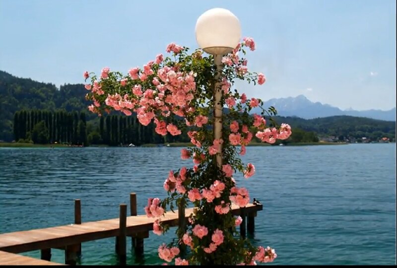 Roses on Lamp Post