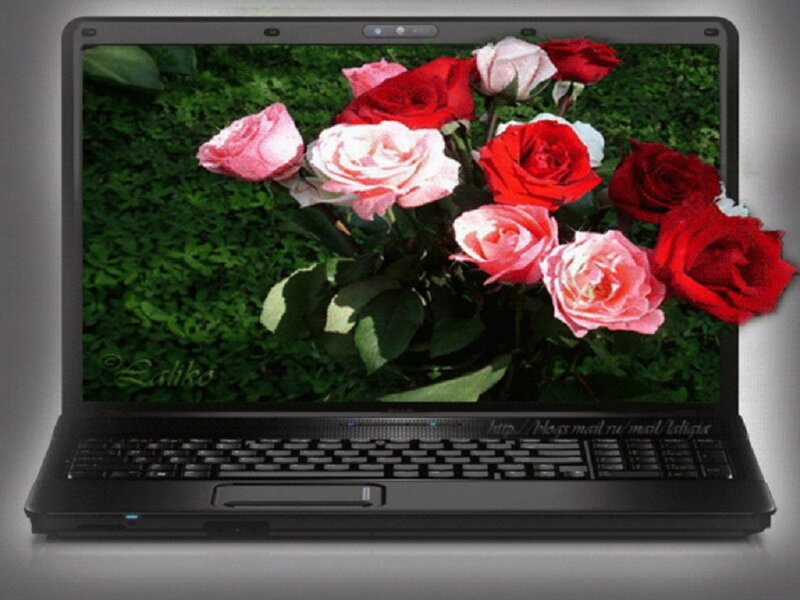 Roses on Laptop Screen
