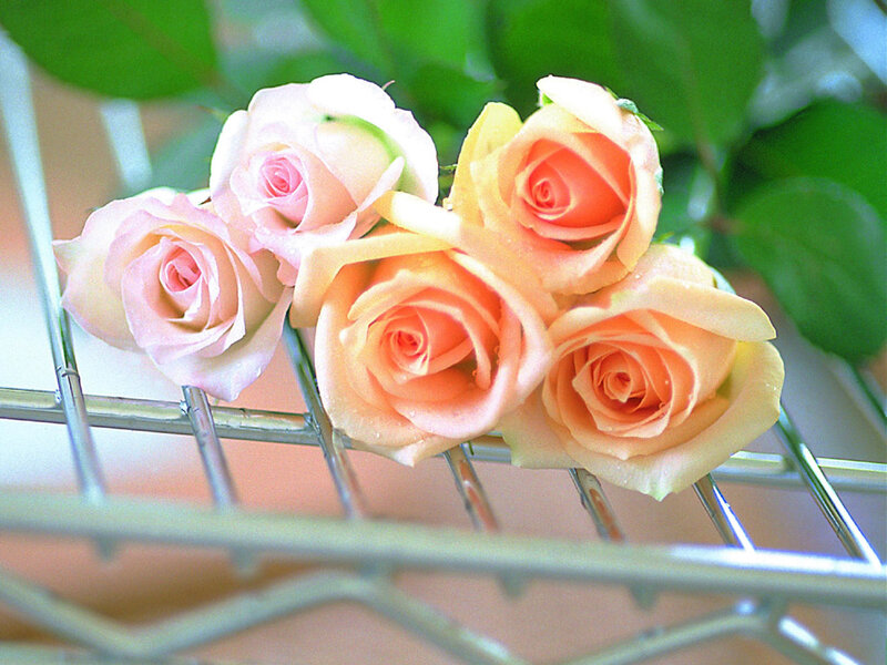 Roses on Metal Rack
