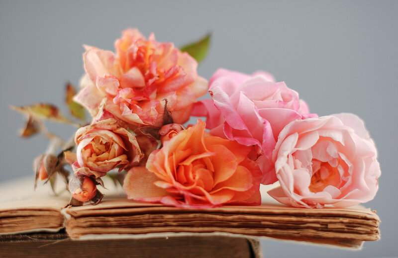 Roses on Old Book — Pink