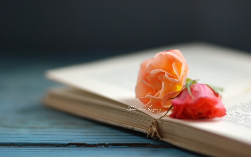 Roses on Open Book — Blue, Serene