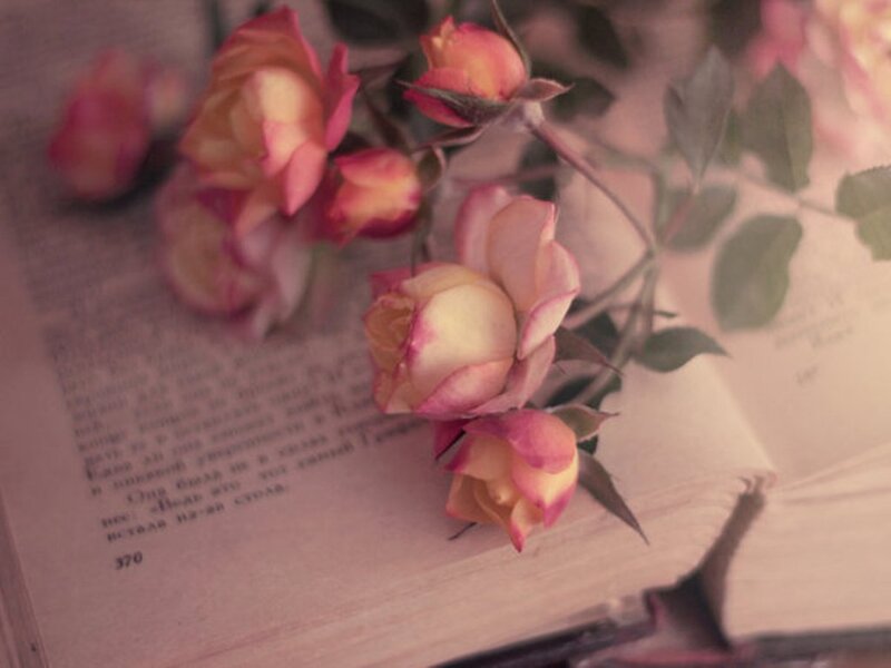 Roses on Open Book — Pink