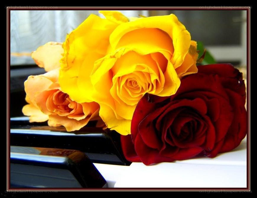roses on piano keys