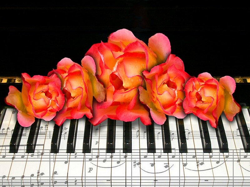 Roses on Piano Keys — Red, Calm