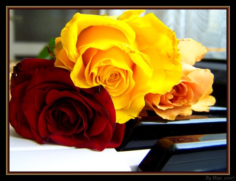 Roses on Piano Keys — Yellow, Calm