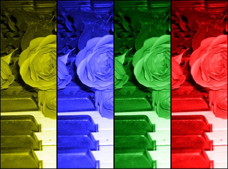 Roses on Piano Keys — Yellow, Colorful