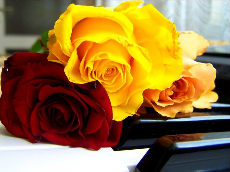Roses on Piano Keys — Yellow