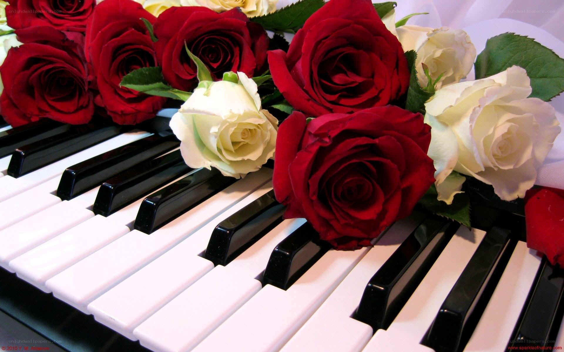 roses on piano keys