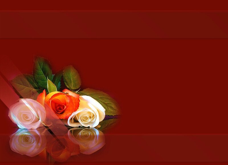 roses on red background