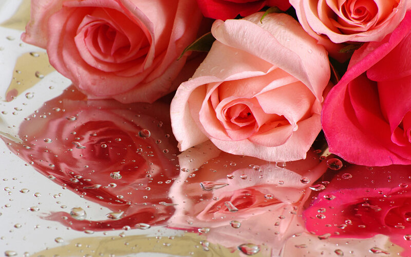 Roses on Reflective Surface