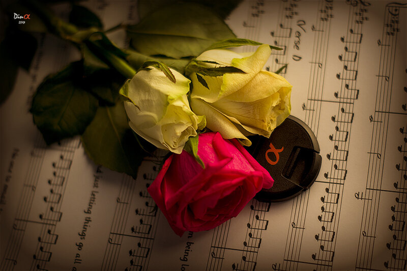 Roses on Sheet Music — Pink, Dramatic