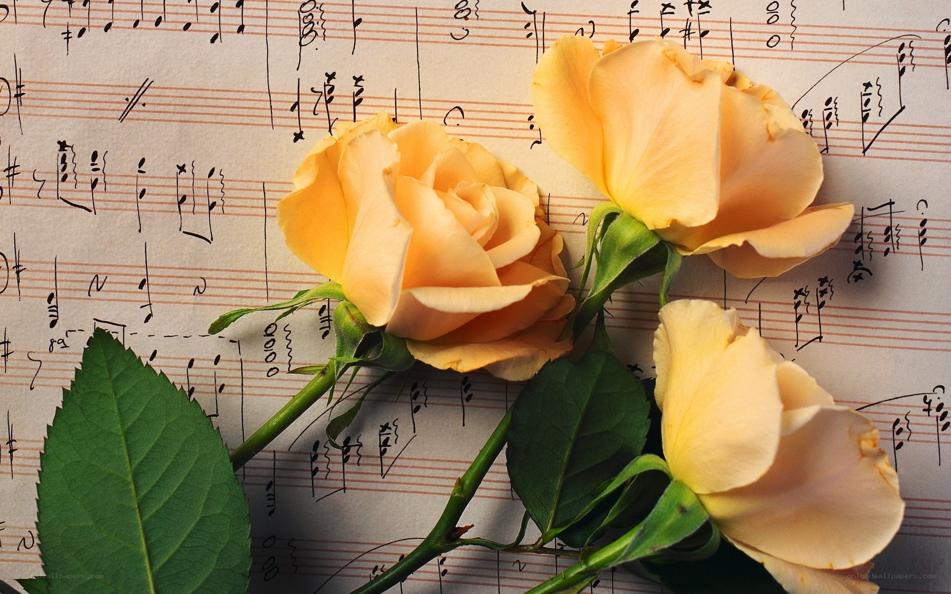 roses on sheet music