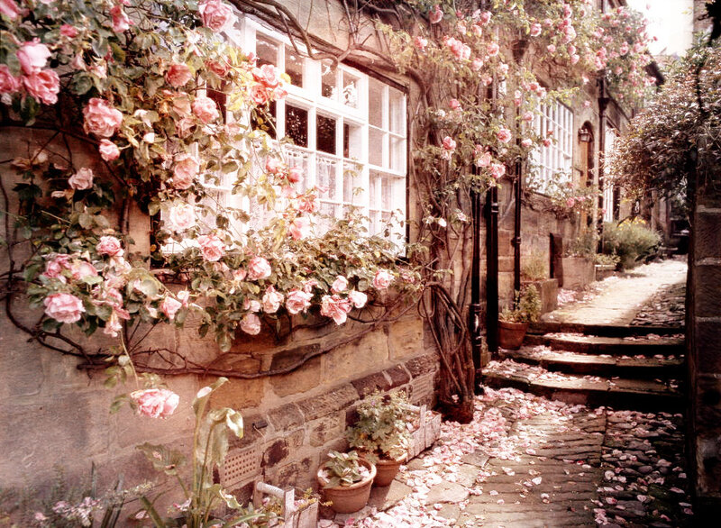 Roses on Stone Building