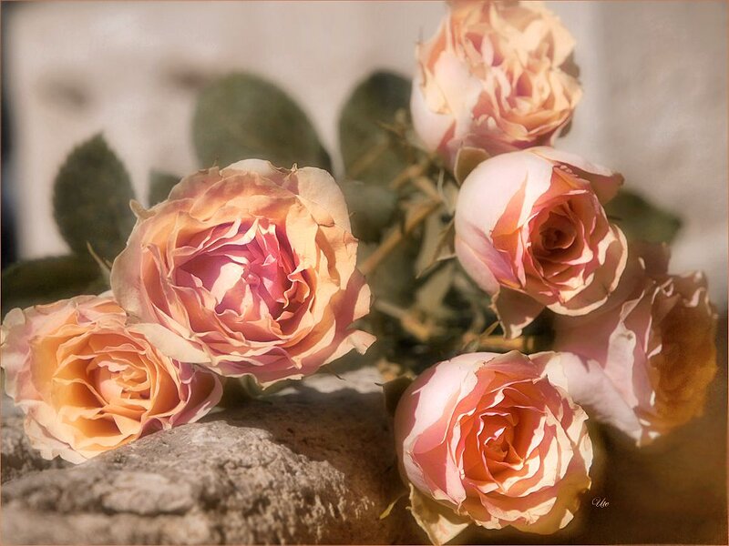 Roses on Stone Surface