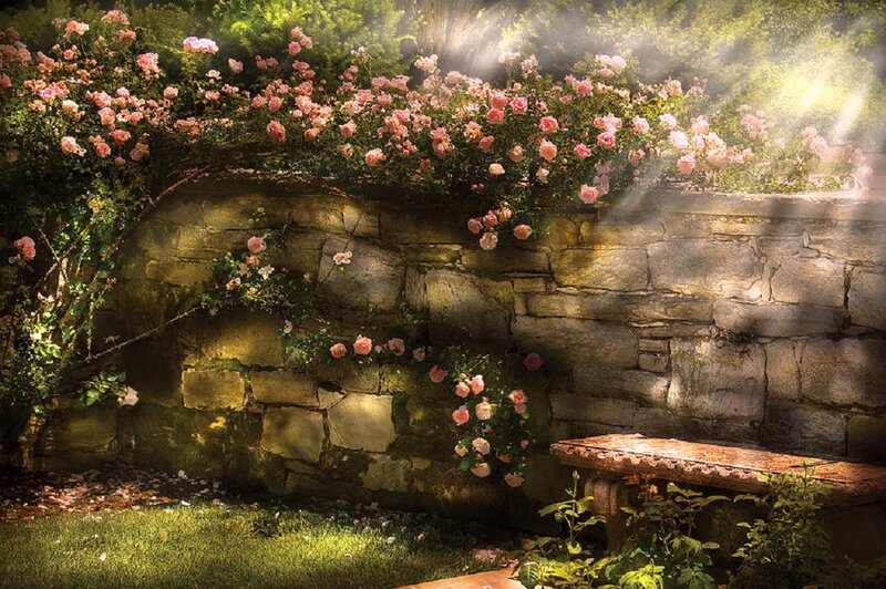 Roses on Stone Wall — Green, Serene