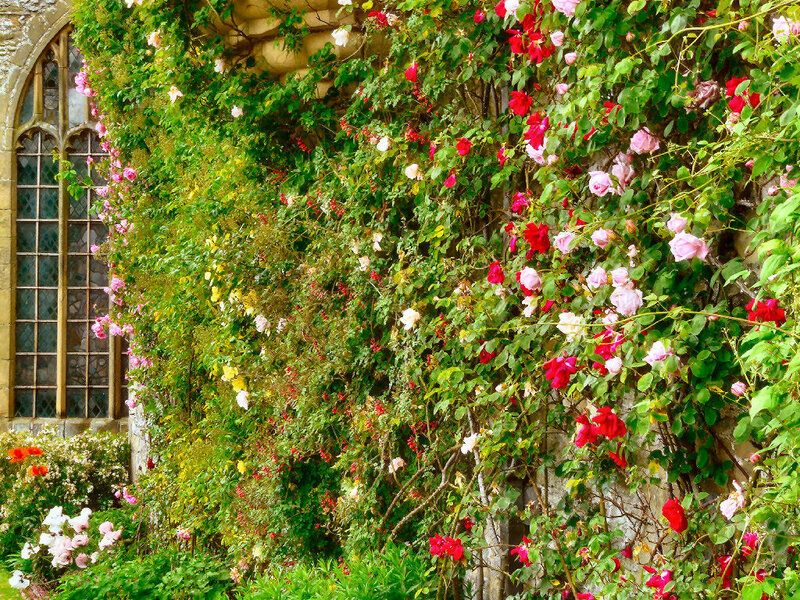 Roses on Stone Wall — Green