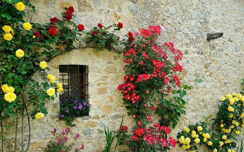 Roses on Stone Wall — Red