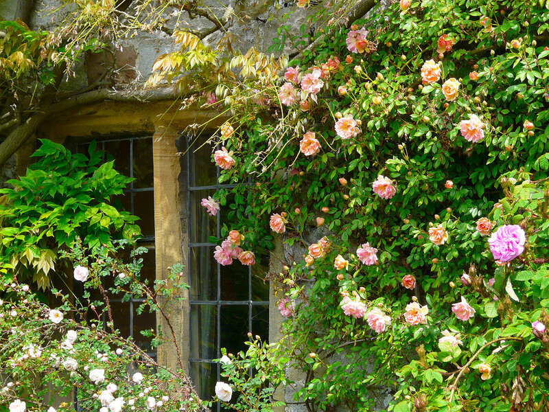 Roses on Stone Wall