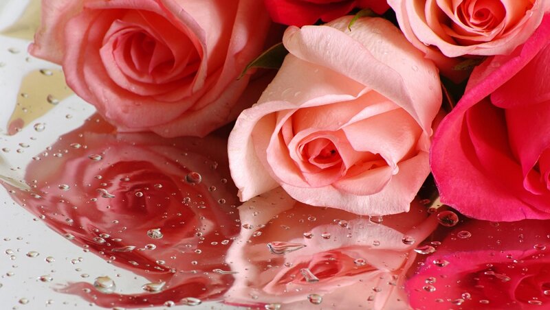 Roses on Wet Surface — Pink, Calm