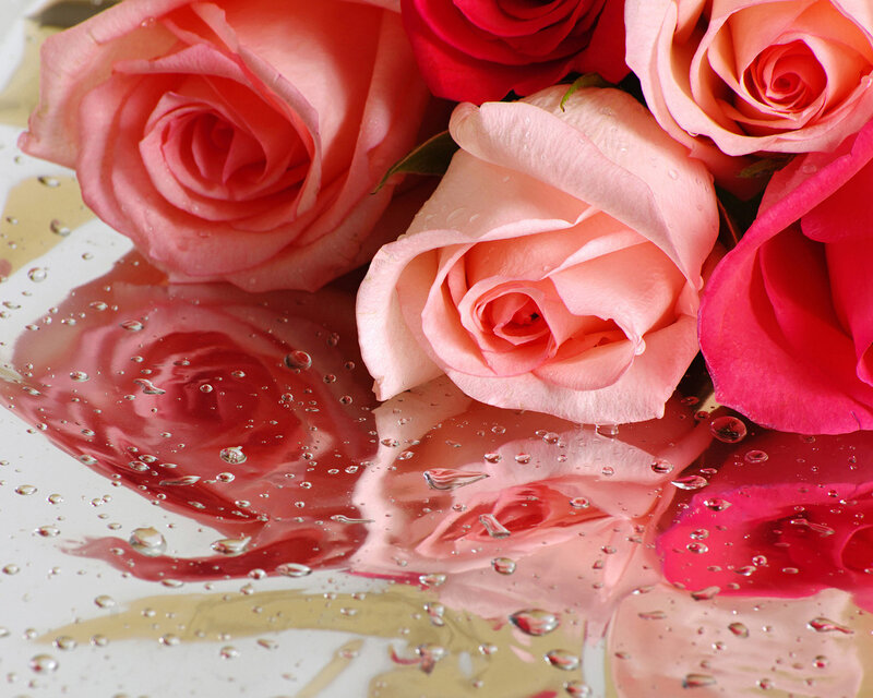 Roses on Wet Surface — Pink