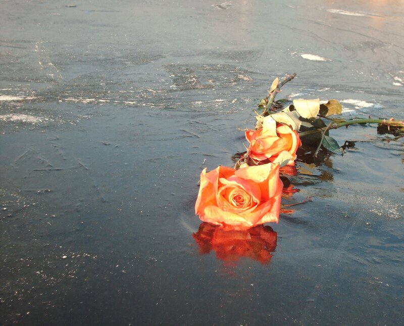 Roses on Wet Surface