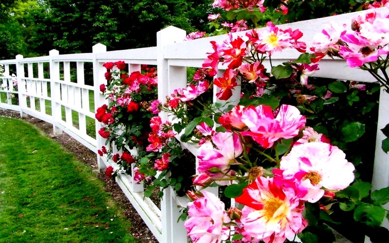 Roses on White Fence — Pink, Serene