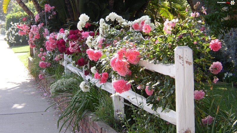Roses on White Fence — Pink