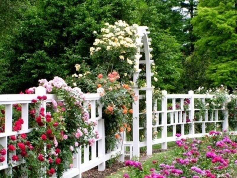 Roses on White Fence — Serene