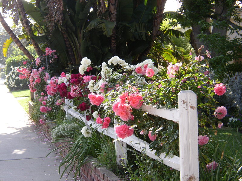 Roses on White Fence