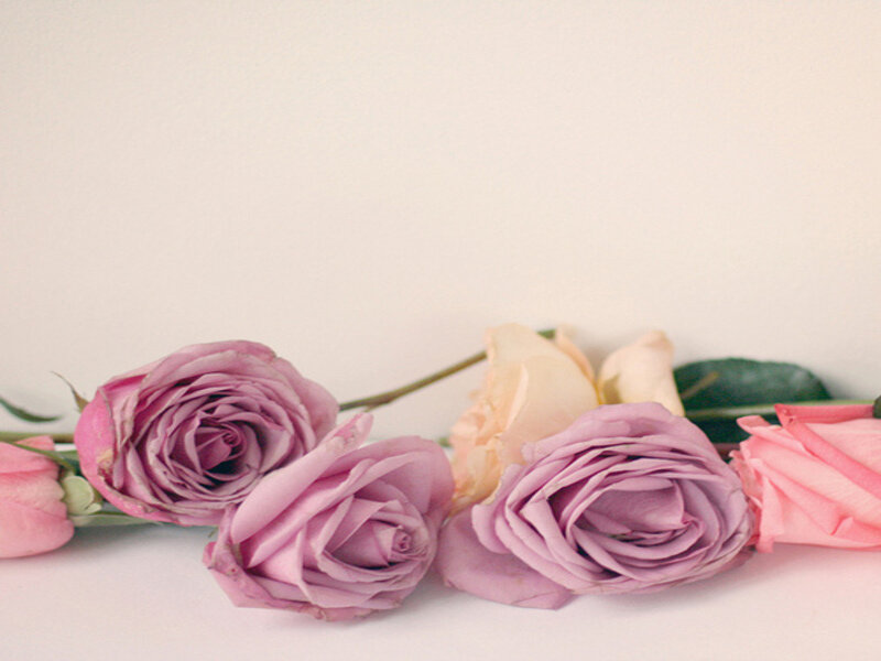 Roses on White Surface