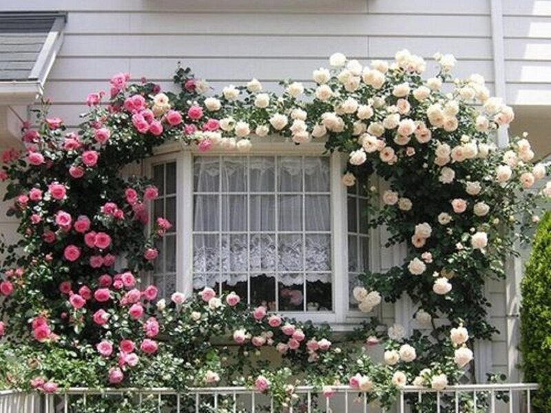 Roses on Window