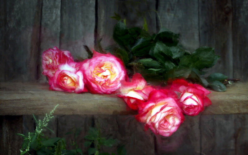 Roses on Wooden Surface — Pink