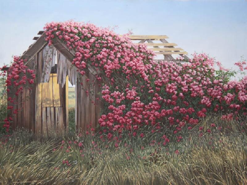 Roses over a rustic shed
