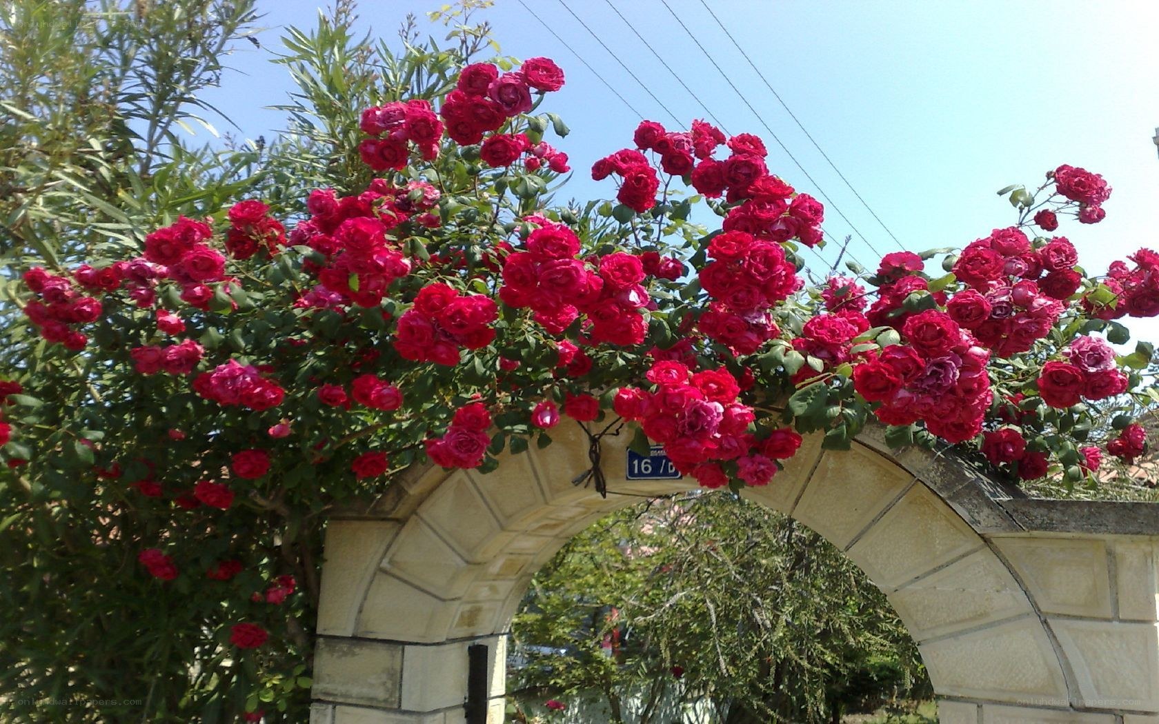 roses over a stone archway
