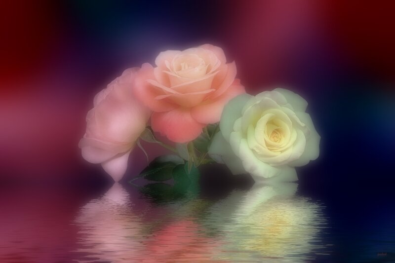 roses reflected in water