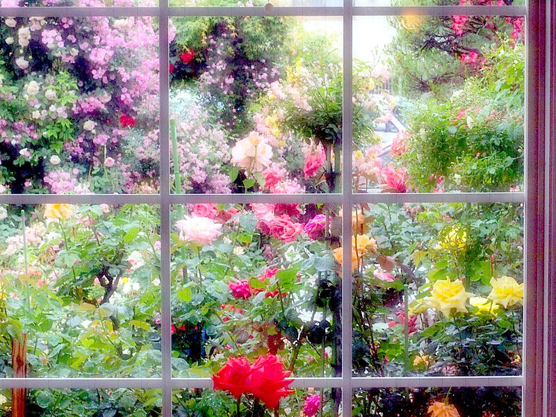 Roses Through Window