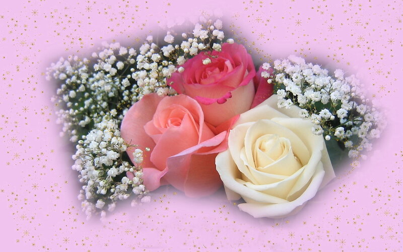 roses with baby's breath