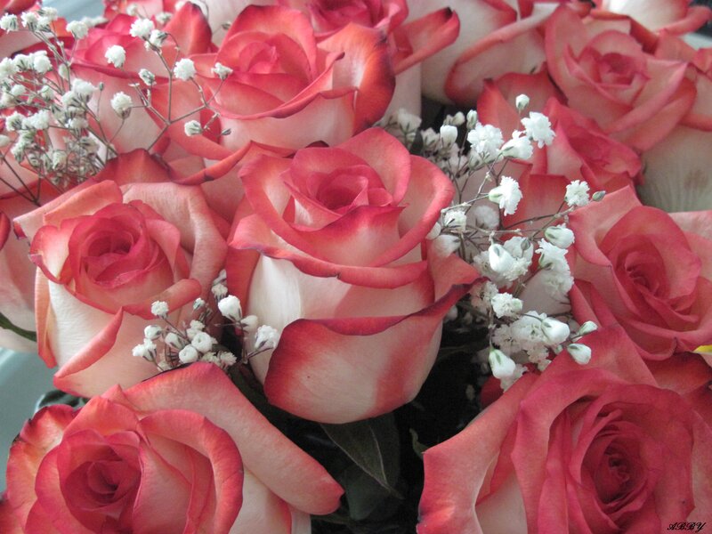 Roses with Baby's Breath — Pink, Calm, Photograph