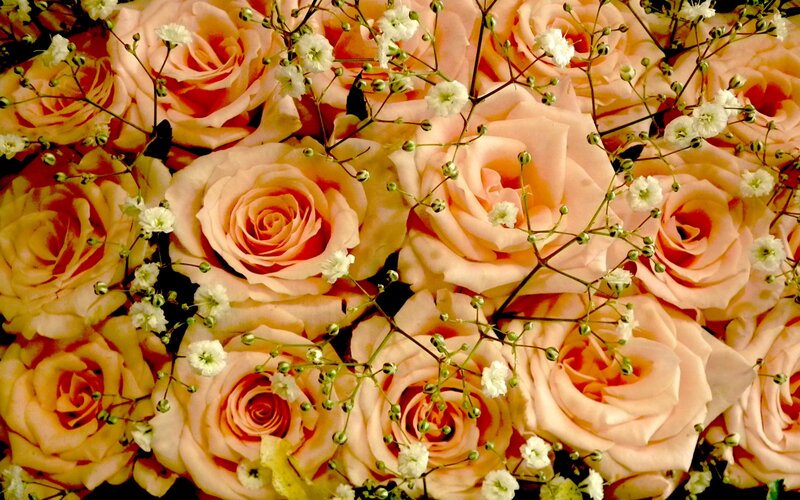 Roses with Baby's Breath — Pink, Calm