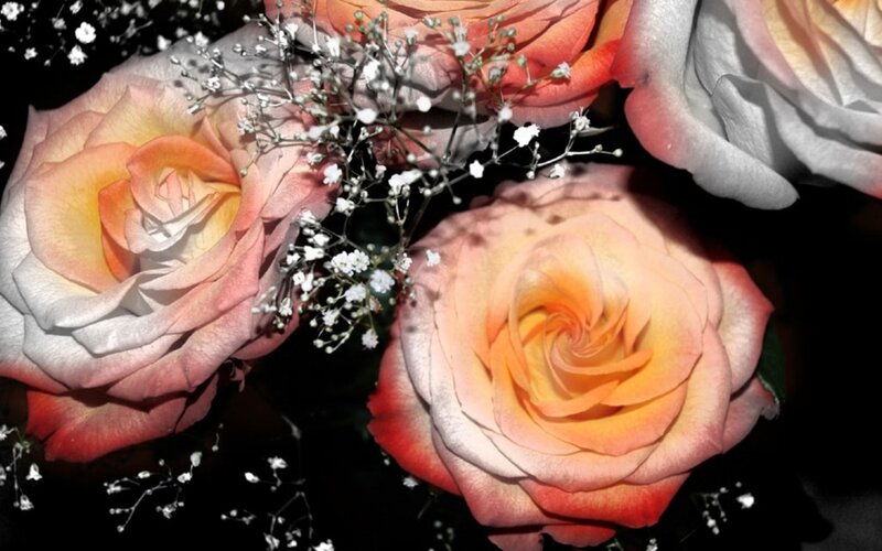Roses with Baby's Breath — Pink, Dramatic