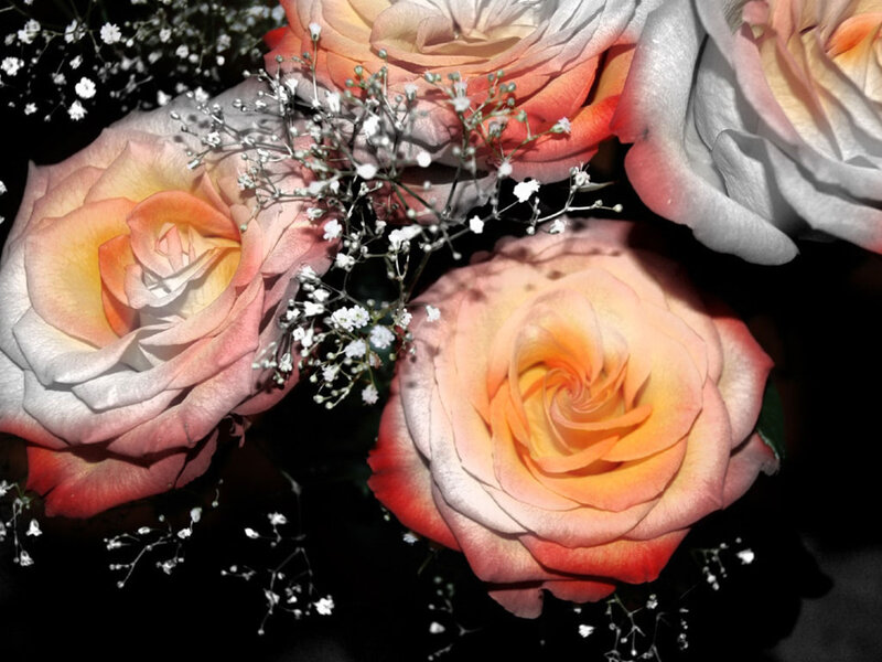 Roses with Baby's Breath — Pink