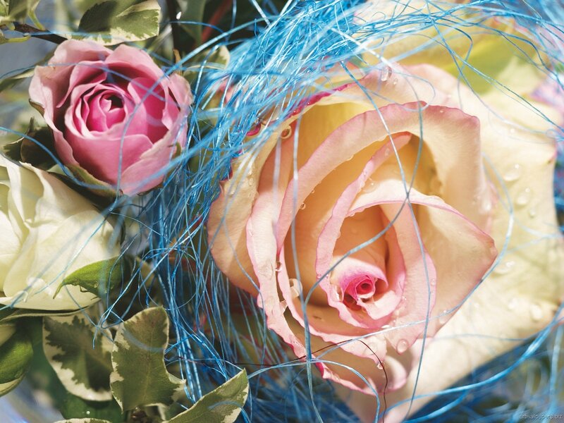 Roses with blue fibers