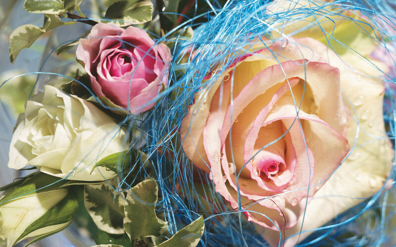 Roses with Blue Fibers — Pink